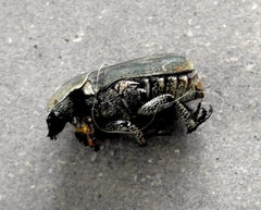 Hologymnetis margaritis