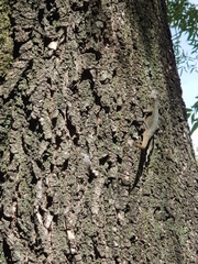 Sceloporus grammicus