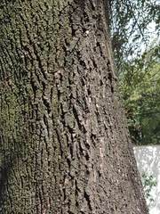 Sceloporus grammicus