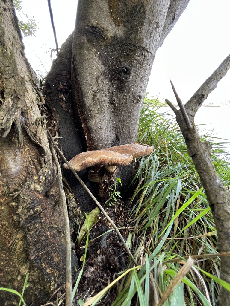 Cyclocybe parasitica · April 2025 · photo: © btforester (iNaturalist, cc-by)