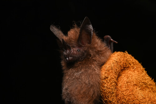 Common Big-eared Bat