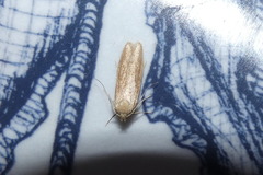 Blastobasis lacticolella