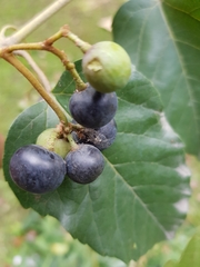 Cissus verticillata
