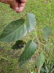 Cissus verticillata