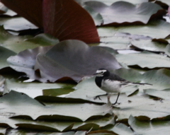Motacilla alba