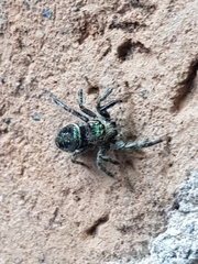 Paraphidippus aurantius