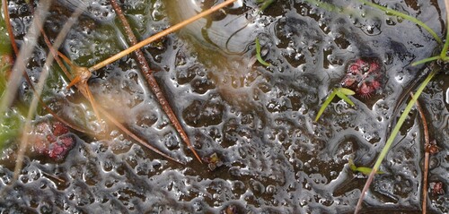 Drosera cayennensis