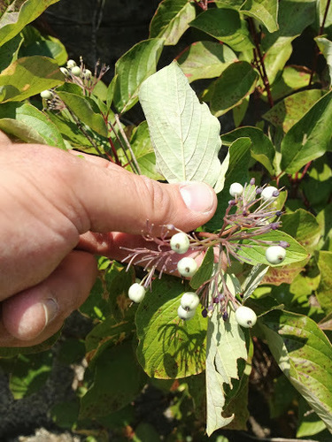 Cornus sericea