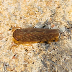 Chlorotettix necopinus