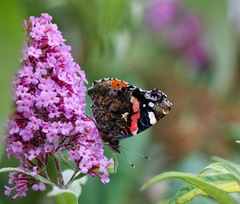 Vanessa atalanta