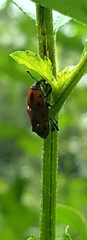 Rhodobaenus