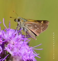 Hesperia attalus slossonae
