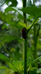 Rhodobaenus