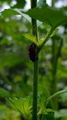 Rhodobaenus
