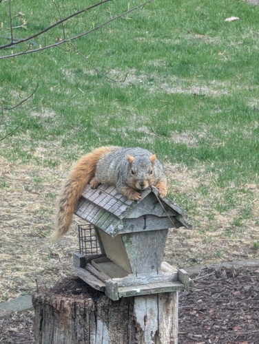Eastern Fox Squirrel photographed in Wisconsin