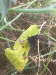 Pholisora