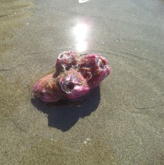 Megabalanus coccopoma