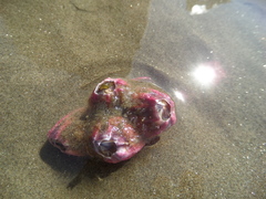 Megabalanus coccopoma