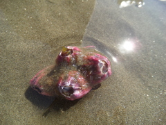 Megabalanus coccopoma