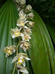 Coelogyne