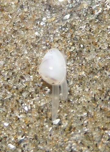 Donax gemmula