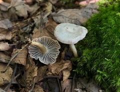 Cuphophyllus canescens