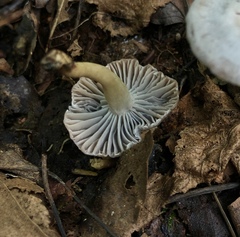 Cuphophyllus canescens