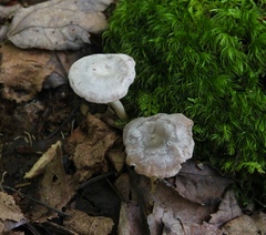 Cuphophyllus canescens