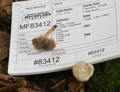 Cuphophyllus canescens