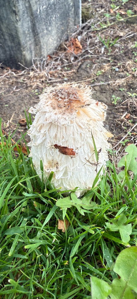 Coprinus comatus · April 2025 · photo: © mitchell_ousey (iNaturalist, cc-by)