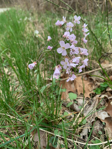 limestone bittercress (Cardamine douglassii)