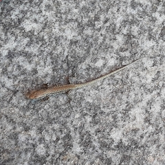 Podarcis muralis maculiventris