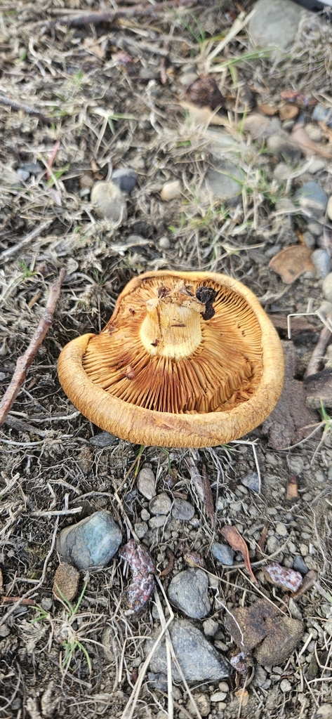 Gymnopilus junonius · April 2025 · photo: © shane212 (iNaturalist, cc0)