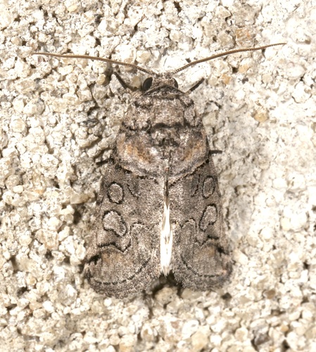 Anycteola fotelloides photo 4