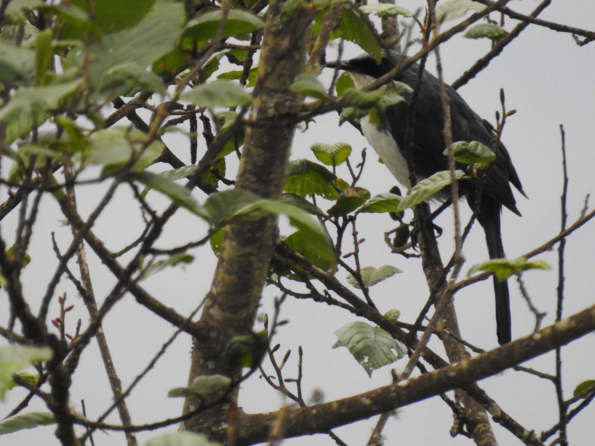 Blue-and-white Mockingbird (Melanotis hypoleucus), photo 3