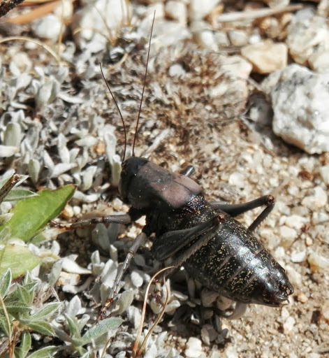 Mormon Cricket