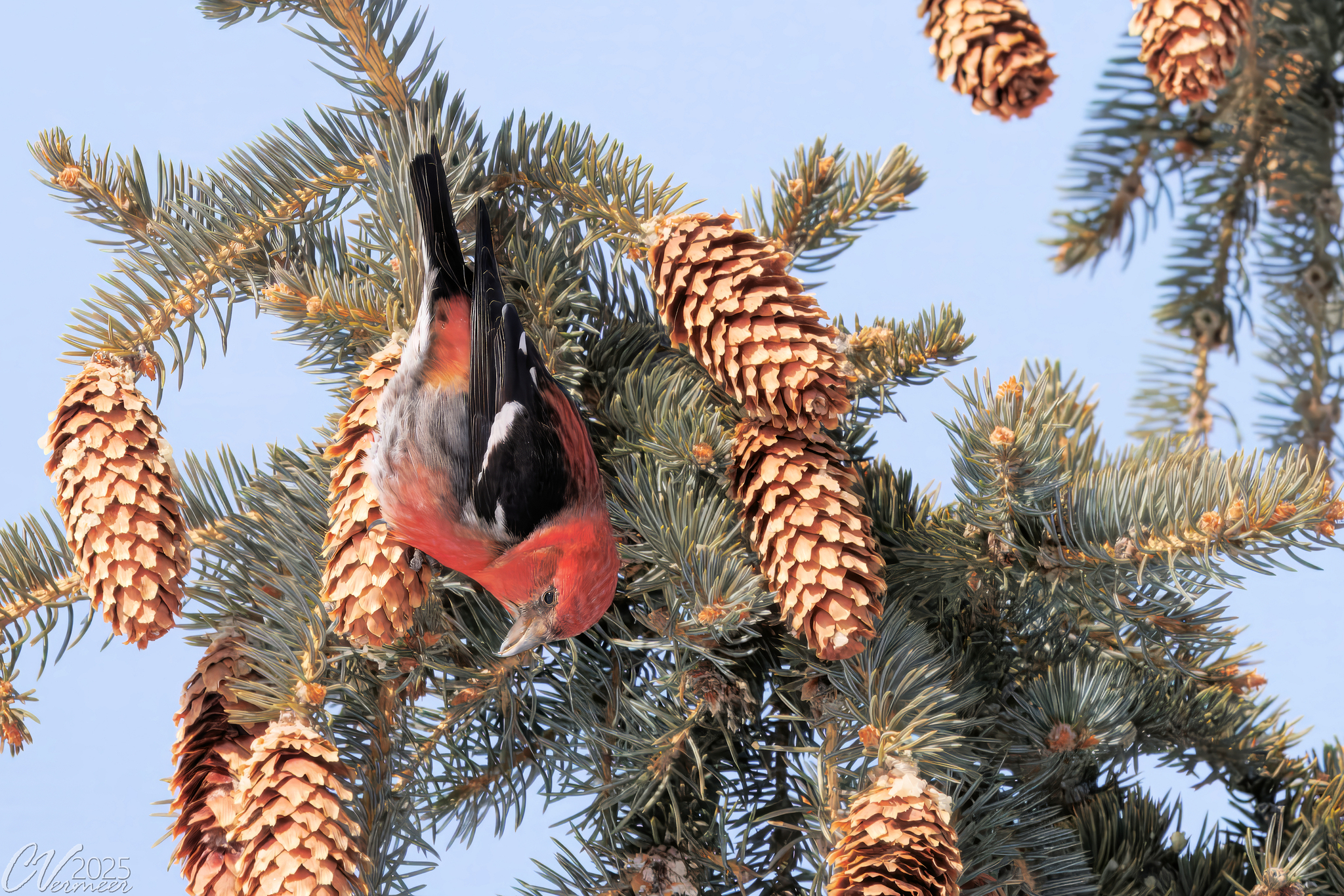 Two-barred Crossbill (Loxia leucoptera)