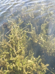 Elodea