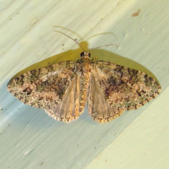 Hammaptera parinotata