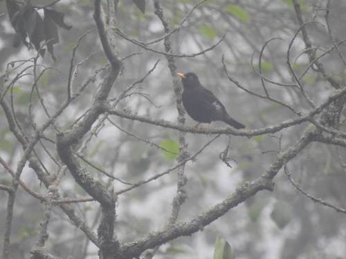Black Thrush (Turdus infuscatus), photo 9