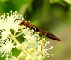 Odontocera aurocincta