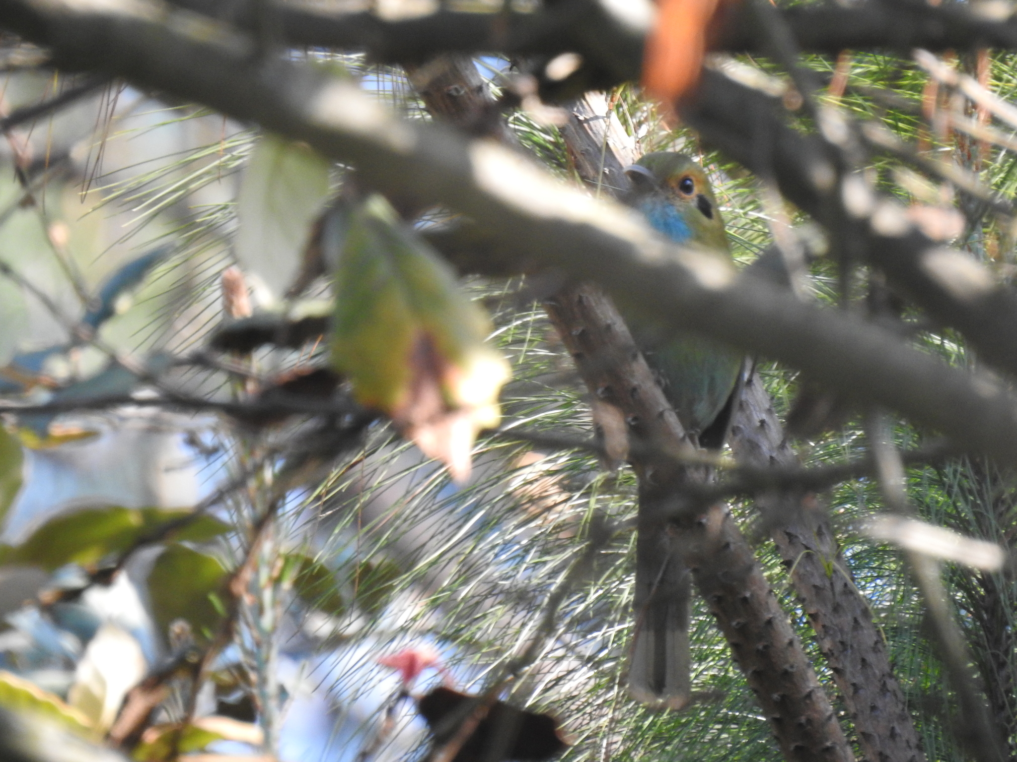 Blue-throated Motmot (Aspatha gularis), photo 6