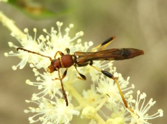 Odontocera aurocincta