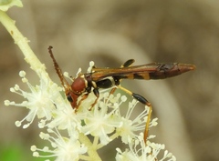 Odontocera aurocincta