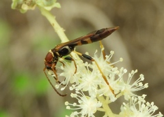 Odontocera aurocincta