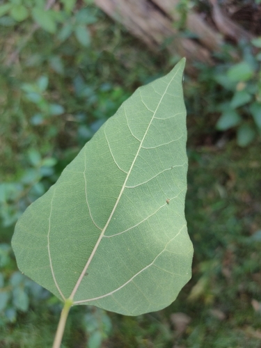 Image of Mallotus discolor by (c) Tony van Kampen, some rights reserved (CC BY)