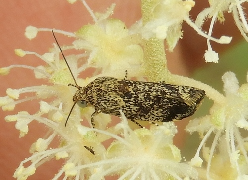 Spragueia margana