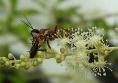 Apiomerus flaviventris