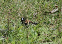 Spermestes bicolor nigriceps