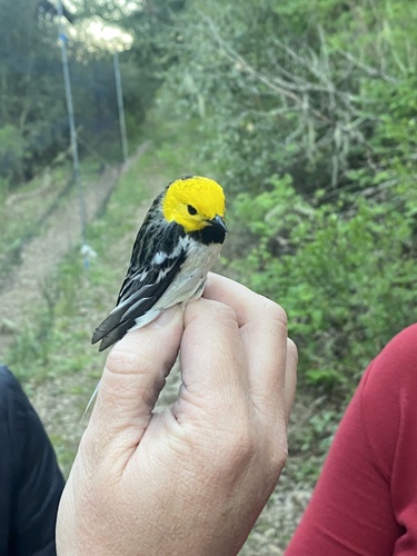 iNaturalist observation photo of Hermit Warbler